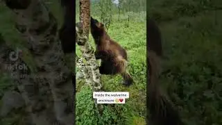 The wolverine of Polar park!