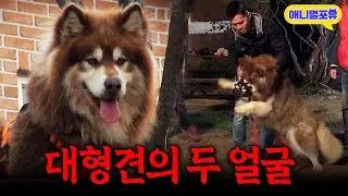“보호자를 지배한 거예요” 순한 줄 알았던 대형견의 반전?ㅣKBS 개는 훌륭하다 201207 방송