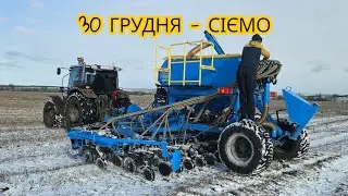 Сіяти горох по снігу 30 грудня — ризик чи геніальна ідея?