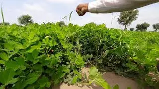 Groundnut CBS10