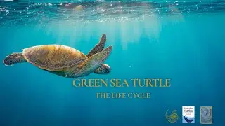 Surviving: A Green Sea Turtle&rsquo;s Life Cycle Documentary