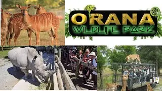 ORANA WILDLIFE PARK | LION ENCOUNTER | CHRISTCHURCH NZ | NEW ZEALAND ZOO |🐒🦕🦒🦧