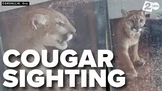 Four more confirmed cougar sightings in Corvallis, Oregon
