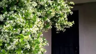 Hummingbird feeding from a Jasmine bush