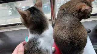 Dec 31 2025 @frankip023 #cats #貓咪日常 With my cats