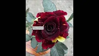 wholesale rose plant nursery | Online Sell | Low price Rose Plants