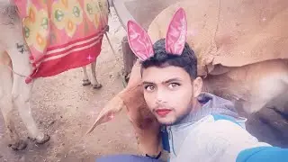 Gau Mata is live
