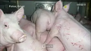 &Uuml;berf&uuml;llter Tiertransporter gestoppt ORF Vorarlberg heute
