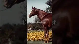 Not Dash for Cash but one of his great grandsons❤️#horse #coronaspride #dashforcash #hearthorse