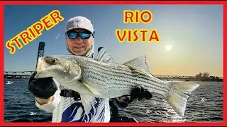 STRIPER FISHING Rio Vista CA Delta | Five Species Boated! Also, Striper Derby!