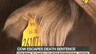 Bulgarian cow escapes death sentence