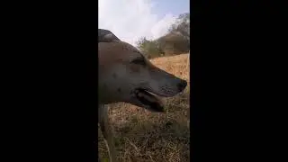 Mera Loyal friend 😊#dog #trending #virlshort #animals