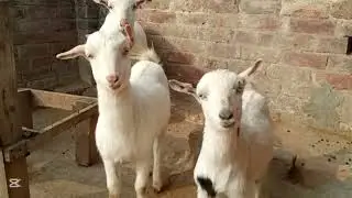 Aje bakery ke chati ke safi kar de or sab bakery Soni wale ha 😊