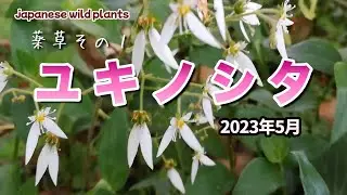 植物紹介No.135【ユキノシタ】 身近な薬草