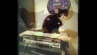 Meet Coco, the cat on my logo. My shadow and music inspiration. Miss you! 🖤🎸