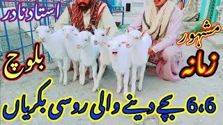 Original sanian goat breeds || kharee kaan barbari teddy bakriayn | #russian #teddy #breeds #at #NBF
