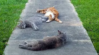 Animal World funny animal videos cat videos cute animals