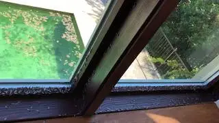 INSANE! Termite Swarm Inside House!