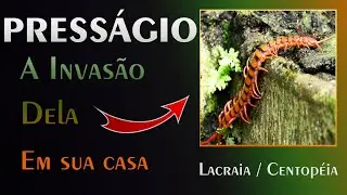🏡 O Press&aacute;gio da Lacraia / Centop&eacute;ia - A MELHOR EXPLICA&Ccedil;&Atilde;O!!!