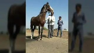 SANDIP AHIR