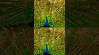 Colorful Birds and Ethereal Music to Relax, Chill, Sleep #nature #birds #music #shorts