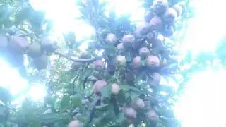 El descuate de manzana 1ra parte (WA)