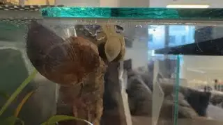 Fun with Snails - presents Baby Vol 3