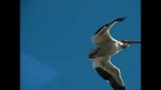 Pelican flying and pooping