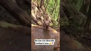 No one can describe mother&rsquo;s love ❣️ || Maa love || Monkey mom