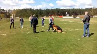 Owczarek niemiecki psychotesty