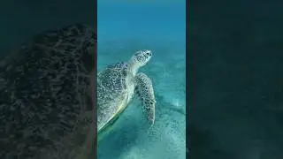 🐢 Turtles🐢 🌊bay Marsa Mubarak🌊Marsa Alam #egypt #funny #turtle #redsea #animals #short