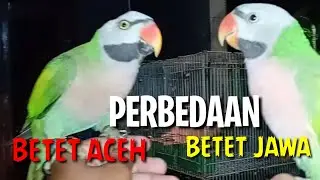 Perbedaan Betet Aceh Jantan dewasa dengan Betet Jawa Jantan Dewasa