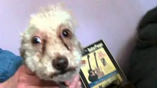 Dramatic squirrel video- reenactment  via The Baltimore MDSPCA Dawg