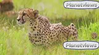 Cheetah: Exploring the Speed King of the Land! #cheetah #speed