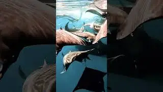 Orca Mimicking Boat Engine to Confuse Rays