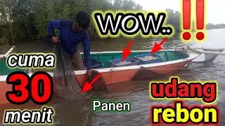 menjaring udang rebon dengan cara unik#mencariudangrebon#musimudang#