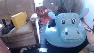 Inflatable Hippo Popping . Sit to Pop