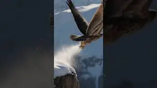 Gyrfalcon: The Ultimate Hunter of the Frozen Skies #FrozenWild #Gyrfalcon #ArcticBirds #FrozenSkies