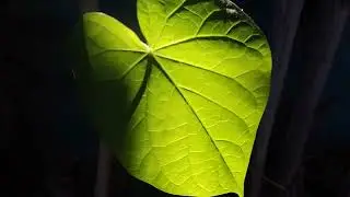 The Sun and its Magic on a Leaf - Bonus