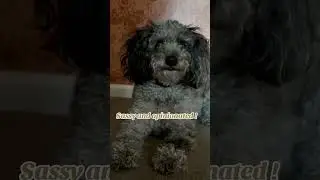 Sassy and opinionated!      #funnydogs #puppy #funny #doggielife #dog