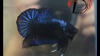 PJUN 2128