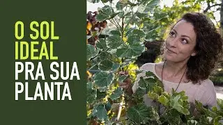PLANTA no SOL ou na SOMBRA? Qual a LUZ IDEAL pro seu JARDIM