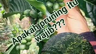 Keuntungan pruning daun kopi