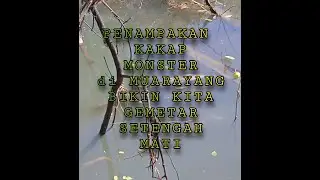 paser mania - penampakan kakap monster di muara yang beratnya mencapai puluhan KG