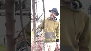 How to prune a plum tree Fresno Community Gardens Educational Video