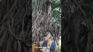 200 year old  bargad tree. #oldtree #tree #travelvlog