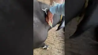 Buffalo care routine 🐃💉 #cow #animalcare #animals #baffalo #farming