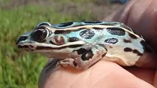6 Dull Sounding Creatures With Fascinating Abilities