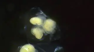 Veligers of Crepidula atrasolea