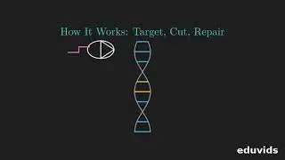 CRISPR-Cas9 Explained: How Gene Editing Works, Uses and Ethics